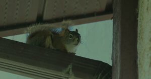 wildlife in HVAC unit